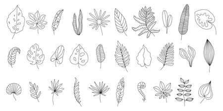Tropical leaves line art. Monstera leaf outline, doodle jungle ferns and linear palm tree foliage vector setのイラスト素材