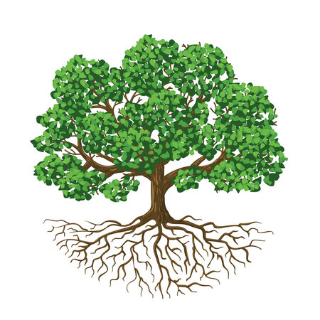 Tree of life. Natural growing tree with green leafs and roots, biological isolated vector illustrationのイラスト素材