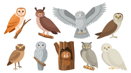 Owl birds. Cute owlet sitting on tree branch, hide in hollow and flying night bird isolated vector setのイラスト素材
