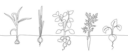 One continuous line vegetable row. Hand drawn growing root crops, organic garlic, onion, potato and carrot veggies vector Illustrationのイラスト素材