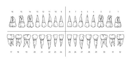 Tooth types sketch. Teeth with roots, dentist tooth numbers system and hand drawn premolar, molar, canine and incisor vector illustration setのイラスト素材