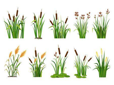 Cartoon lake aquatic plants. Swamp cattails, marsh reed and blooming bulrush vector illustration setのイラスト素材