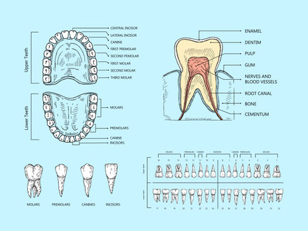 Teeth anatomy scheme. Tooth structure infographic, orthodontic human teeth loss diagram and mouth chart scientific vector illustrationのイラスト素材