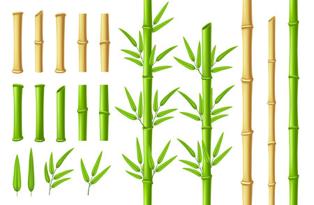 Bamboo stems and leaves. Zen garden verdant bamboo stick with 3D green leaf isolated vector illustration setのイラスト素材