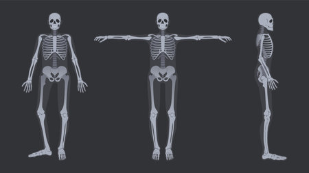 Ilustración de Human skeleton x-ray. Detailed radiology full-body bone structure anatomy poses, vector illustration set - Imagen libre de derechos