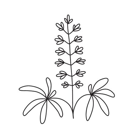 Vector stock illustration with single object: plant, hand drawn, doodle style. Sample element isolated on white. Line contour, outline.のイラスト素材