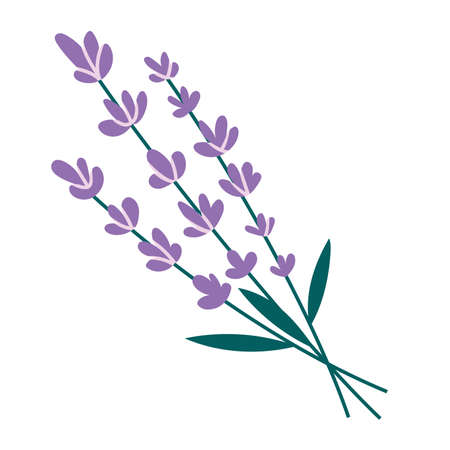Lavender bouquet, cartoon style. Skin care, hand drawn, flat design. Trendy modern vector illustration isolated on white background.のイラスト素材