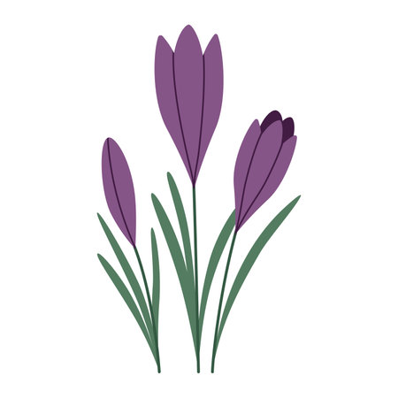 Crocuses, first spring flowers, cartoon style. Trendy modern vector illustration isolated on white background, hand drawn, flat design.のイラスト素材