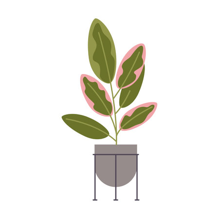 Ficus elastica, the rubber figure, cartoon style. House plants for home interior, urban jungle. Trendy modern vector illustration isolated on white, hand drawn, flat design.のイラスト素材