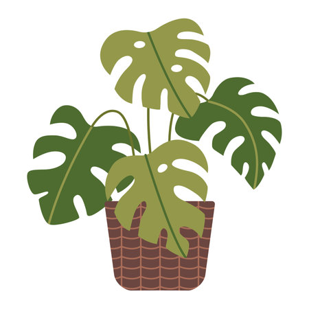 Monstera, potted house plant, cartoon style. Trendy modern vector illustration isolated on white background, hand drawn, flat design.のイラスト素材