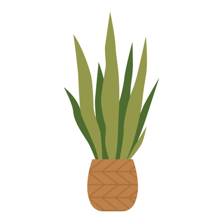 Sansevieria, potted house plant, cartoon style. Trendy modern vector illustration isolated on white background, hand drawn, flat design.のイラスト素材