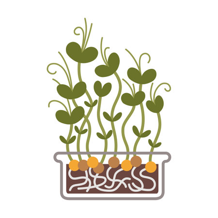 Peas Microgreens in a container, Healthy Food Sprouts, cartoon style. Trendy modern vector illustration isolated on white background, hand drawn, flat design.のイラスト素材