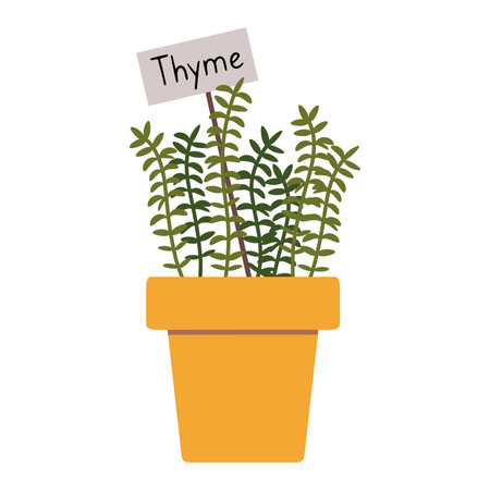 Thyme in a pot, cartoon style. Trendy modern vector illustration isolated on white background, hand drawn, flat design.のイラスト素材