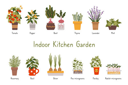 Indoor kitchen garden plants set with titles, cartoon style. Various types of Herbs, vegetables and Microgreens in a pots. urban gardening hobby. Trendy isolated vector illustration, hand drawn, flat.のイラスト素材