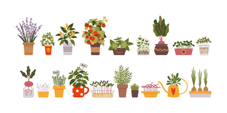 Indoor kitchen garden set, cartoon style. Various types of Herbs, vegetables and Microgreens in a pots. Urban Cozy home gardening hobby. Trendy modern isolated vector illustration, hand drawn, flat.のイラスト素材