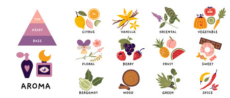 Fragrance pyramid, aroma set. Essential oil plants, herbs, fruits and berries. Various notes of perfume, popular aroma essences, Smell categories. Trendy modern vector illustration, hand drawn, flat.のイラスト素材