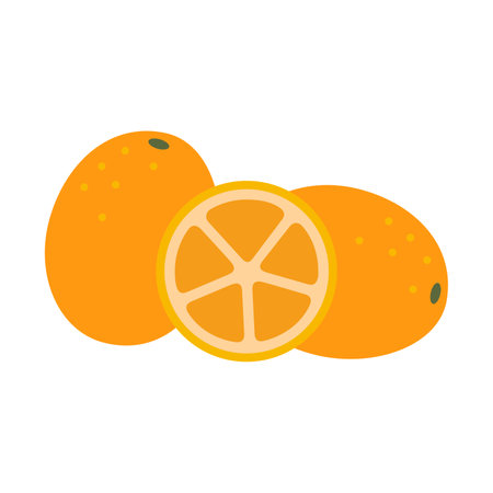 Whole kumquat or orange and a slice, juicy fresh citrus fruit. Modern vector illustration isolated...