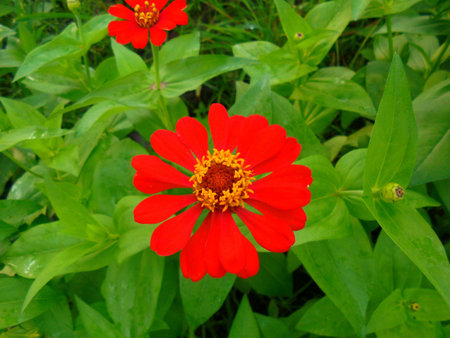 Zinnia flowerの素材