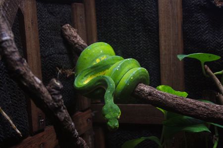 Green snake, Chiangmai Zoo Thailand.の写真素材