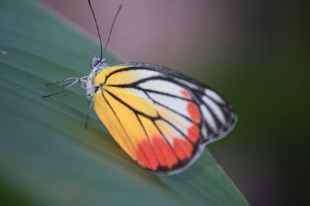 Butterflyの写真素材