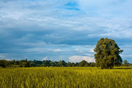 Prairie of Northeast Thailandの写真素材