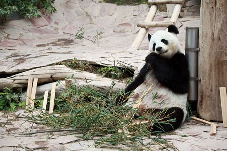 cute giant panda in the zoo of chiangmai, Thailandの写真素材
