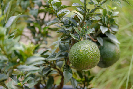 Green lemon on tree in the garden.の写真素材