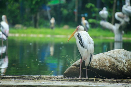 White egret stand near the rock at lakeside.の写真素材