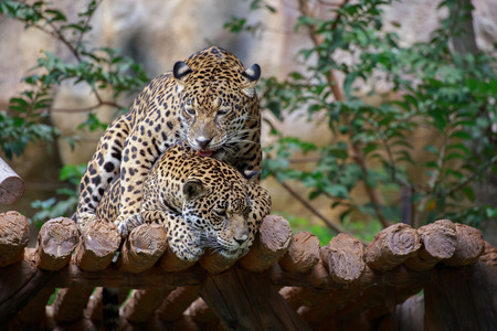 Jaguars are breeding on the timber.の写真素材