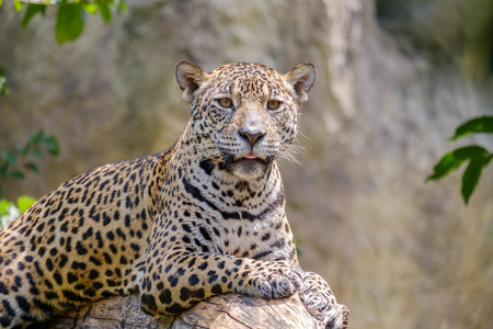 Jaguar on a branch and looking at something.の写真素材