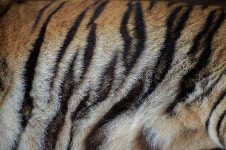 Stripes of the tiger skin.