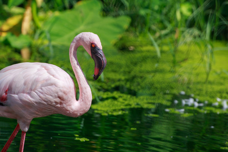 Egret standing with one leg in the water.の写真素材
