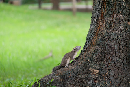 Little squirrel perched at the base of the tree.の写真素材