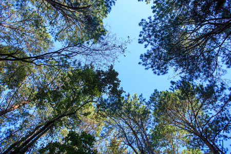 Bottom view of the top tree on blue background.