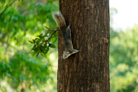 Little squirrel perched on the tree.の写真素材