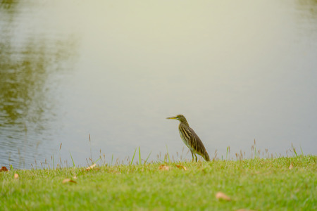 Bird foraging walk along near the pond in the park.の写真素材