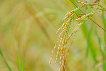 Golden spike in cornfield in the warm light.の写真素材