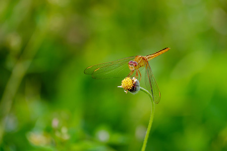 Dragonfly on a top flower and blur background.の写真素材