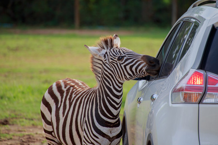 Zebra staring through the windshield of a car with curiosity.の写真素材