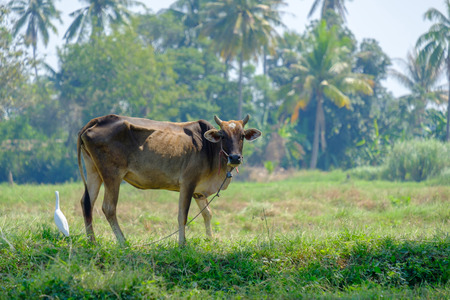 Cow standing in a field and looking something.の写真素材