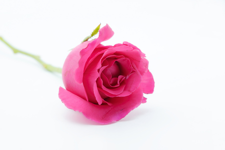 Pink rose on white background.の写真素材