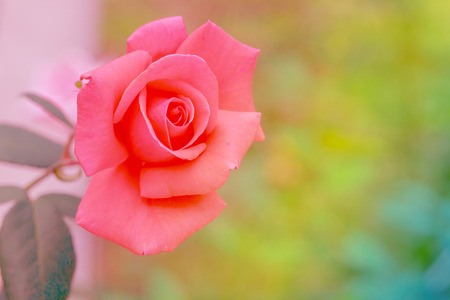 A blooming pink rose on soft colorful background.の写真素材