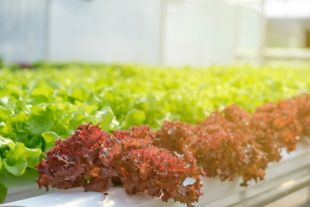 Organic vegetable garden for healthy in warm light.の写真素材