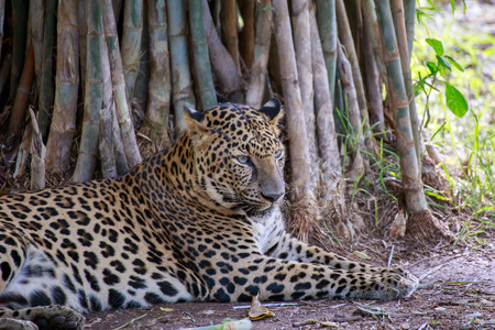 Leopard crouching at the base of the bamboo.の写真素材