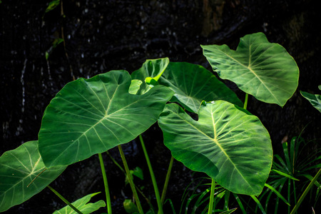 The big leaves and long stem in garden.の写真素材
