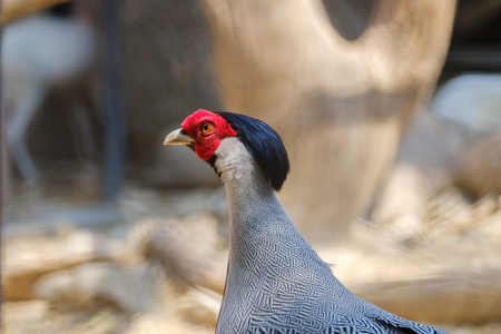 Closeup head the Siamese Fireback.の写真素材