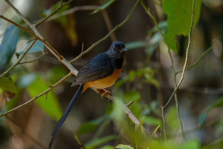 The bird perched on a branch in forest.の写真素材