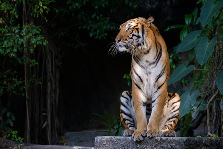Tiger sitting and staring at something.の写真素材