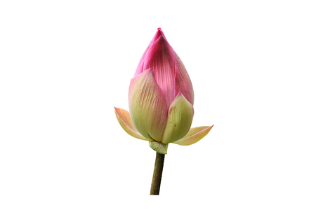 Pink lotus on white background.の写真素材