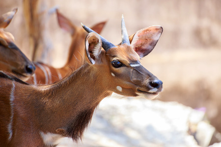 Closeup the little deer looking something.の写真素材